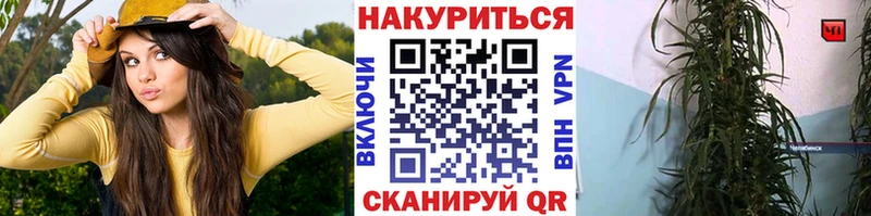 Купить где  Гурьевск  Марихуана гибрид 
